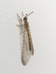 Gymnocnemia mirabilis