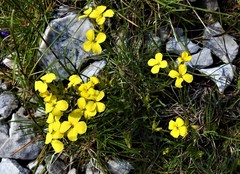 Erysimum pseudorhaeticum