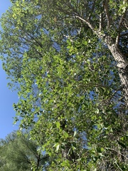 Populus × hinckleyana