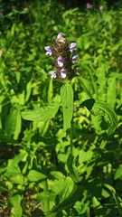 Prunella vulgaris