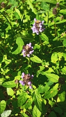 Prunella vulgaris