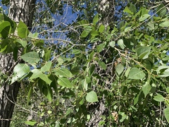 Populus × hinckleyana