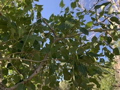 Populus × hinckleyana