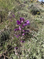 Boechera divaricarpa