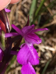 Anacamptis palustris