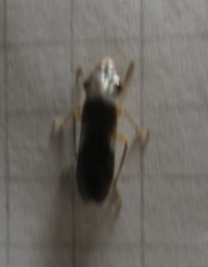 Homalodisca vitripennis