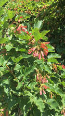 Acer tataricum