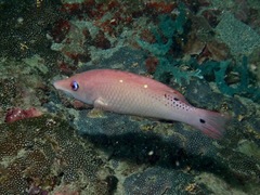 Bodianus dictynna