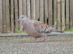 Streptopelia orientalis