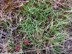 Schoenus breviculmis