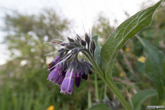 Symphytum officinale