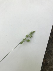 Dactylis glomerata lobata