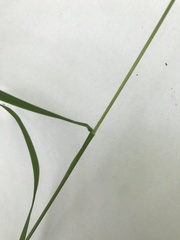 Dactylis glomerata lobata