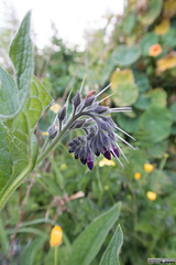 Symphytum officinale