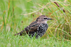 Sturnus vulgaris