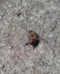 Apis mellifera