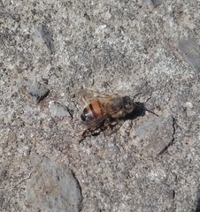 Apis mellifera