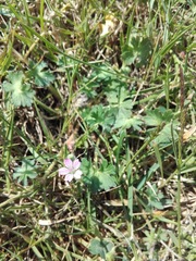 Geranium pusillum