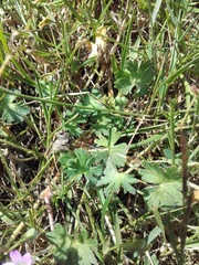 Geranium pusillum