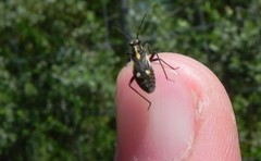 Capsodes sulcatus