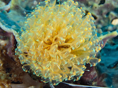 Pycnoclavella detorta