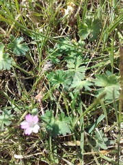 Geranium pusillum