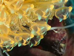Pycnoclavella detorta