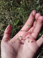 Geranium pusillum