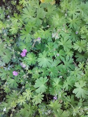 Geranium pusillum