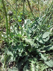 Hypochaeris radicata