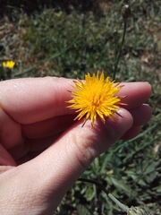 Hypochaeris radicata