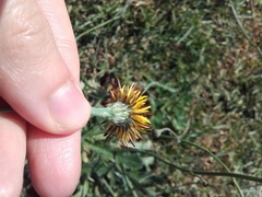 Hypochaeris radicata