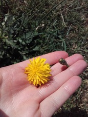 Hypochaeris radicata