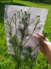 Tripleurospermum inodorum