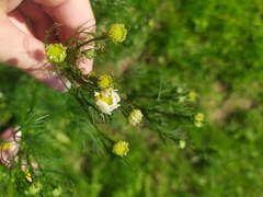 Tripleurospermum inodorum