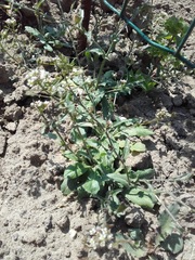 Capsella bursa-pastoris