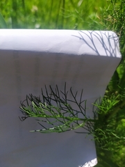 Tripleurospermum inodorum