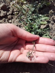 Capsella bursa-pastoris