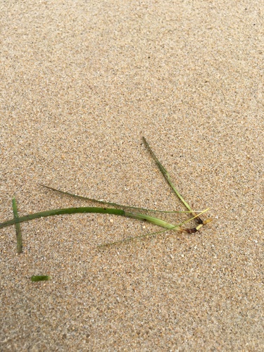 Halodule pinifolia observed 2020-06-24