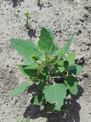 Chenopodium album