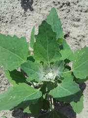 Chenopodium album
