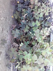 Oxalis corniculata