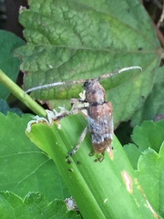 Pterolophia annulata