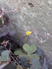 Oxalis corniculata