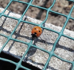 Coccinella septempunctata