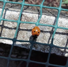Coccinella septempunctata