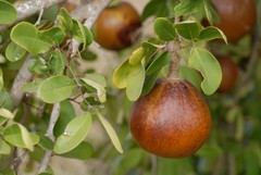 Xylocarpus granatum image