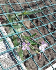 Epilobium ciliatum