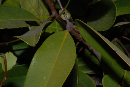 Xylocarpus granatum image