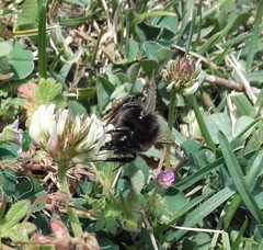 Bombus